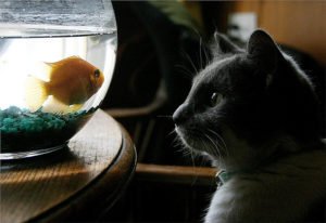 cat_fish
